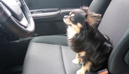 レンタルした車で犬の乗車は問題ない？違約金が発生する事例やペナルティ費用を解説